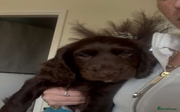 Cocker Spaniel dogs for sale: Cocker spaniel - Image 5