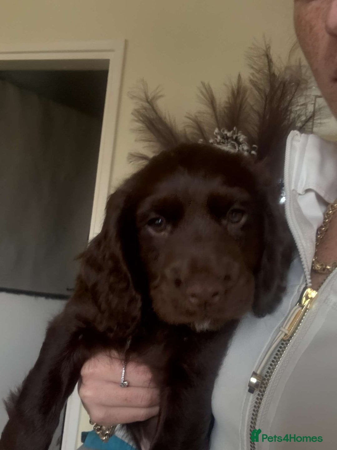 Cocker Spaniel dogs for sale: Cocker spaniel - Image 5