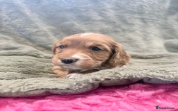Cocker Spaniel dogs for sale: 3 stunning kc cocker girls💕 - Image 5