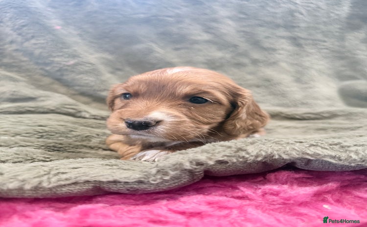 Cocker Spaniel dogs - Advert 11