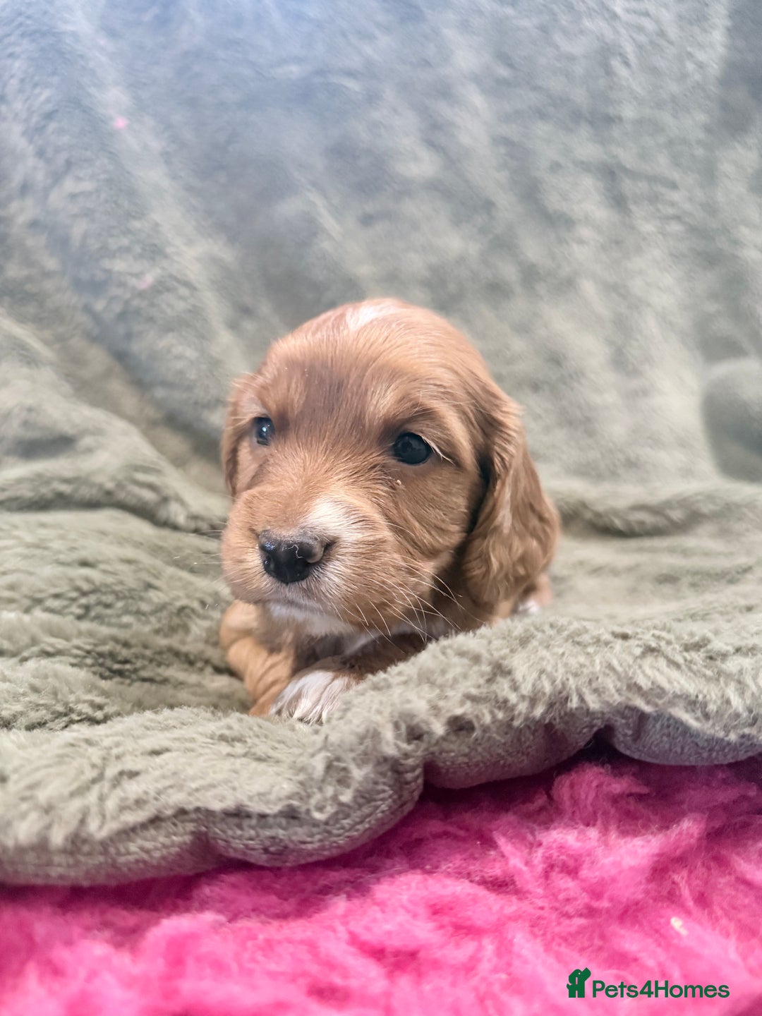 Cocker Spaniel dogs for sale: 3 stunning kc cocker girls💕 - Image 5