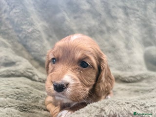 Cocker Spaniel dogs - Advert 34