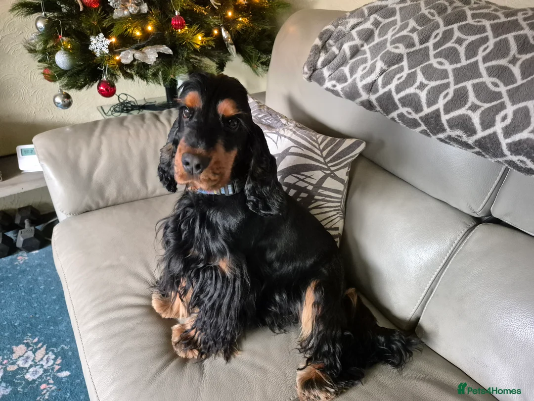 Cocker Spaniel dogs for stud: Show cocker spaniel stud in Brentwood - Advert 4