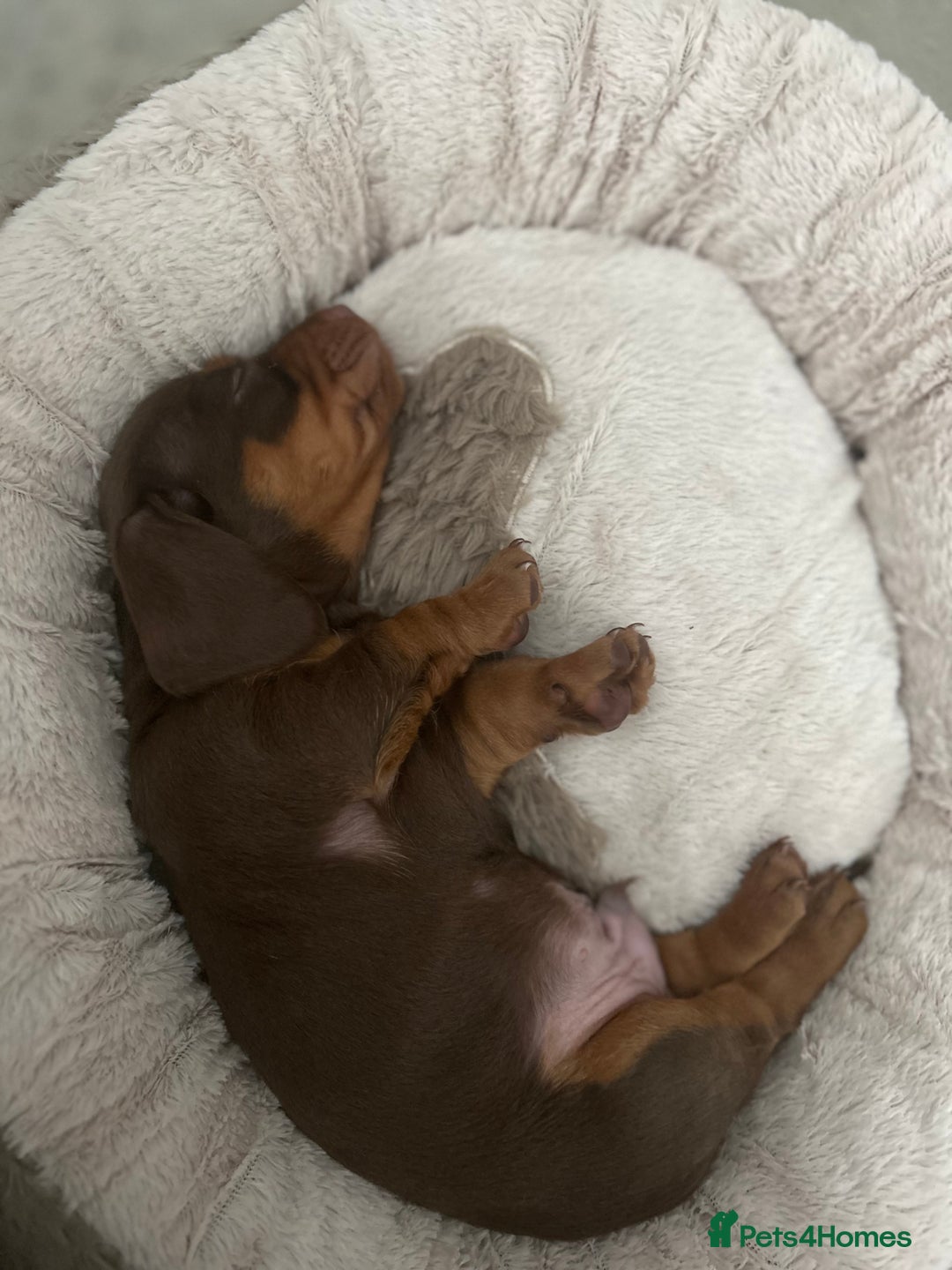 Miniature Dachshund dogs for sale: Miniature dachshund puppy  - Image 9