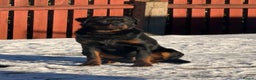 Rottweiler dogs for sale: Champion Bloodline Old School Rottweiler! - Advert 2