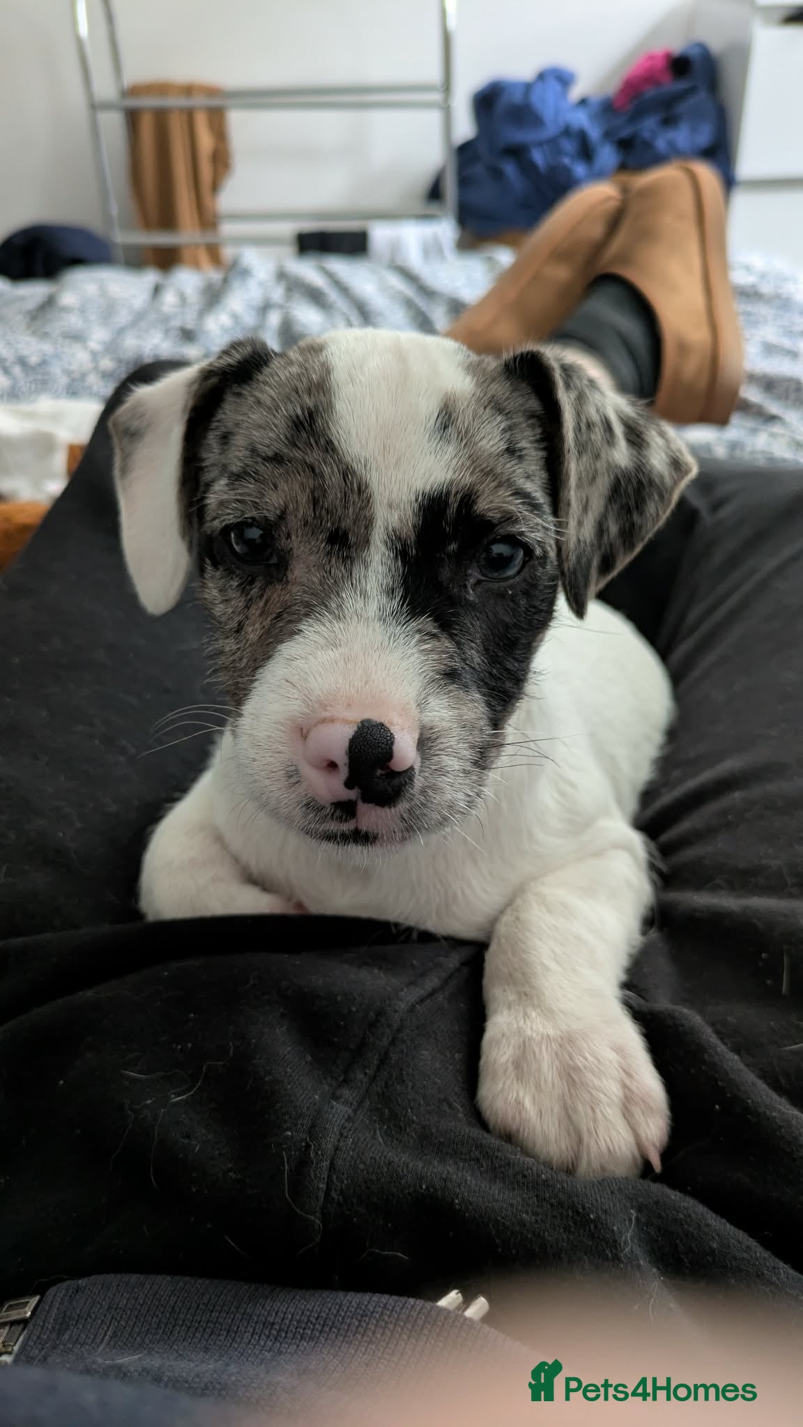 Patterjack dogs Jack puppy for sale  - Advert 1