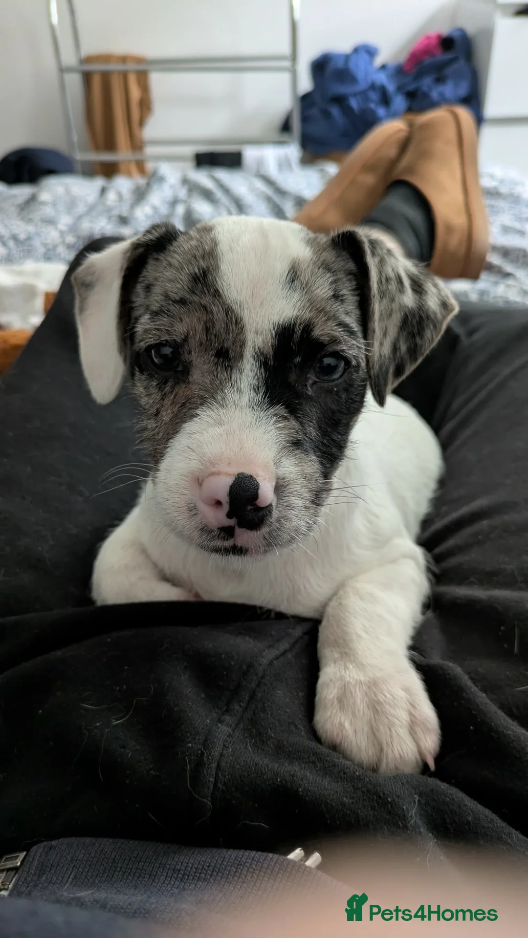 Patterjack dogs for sale: Jack puppy for sale  - Advert 1