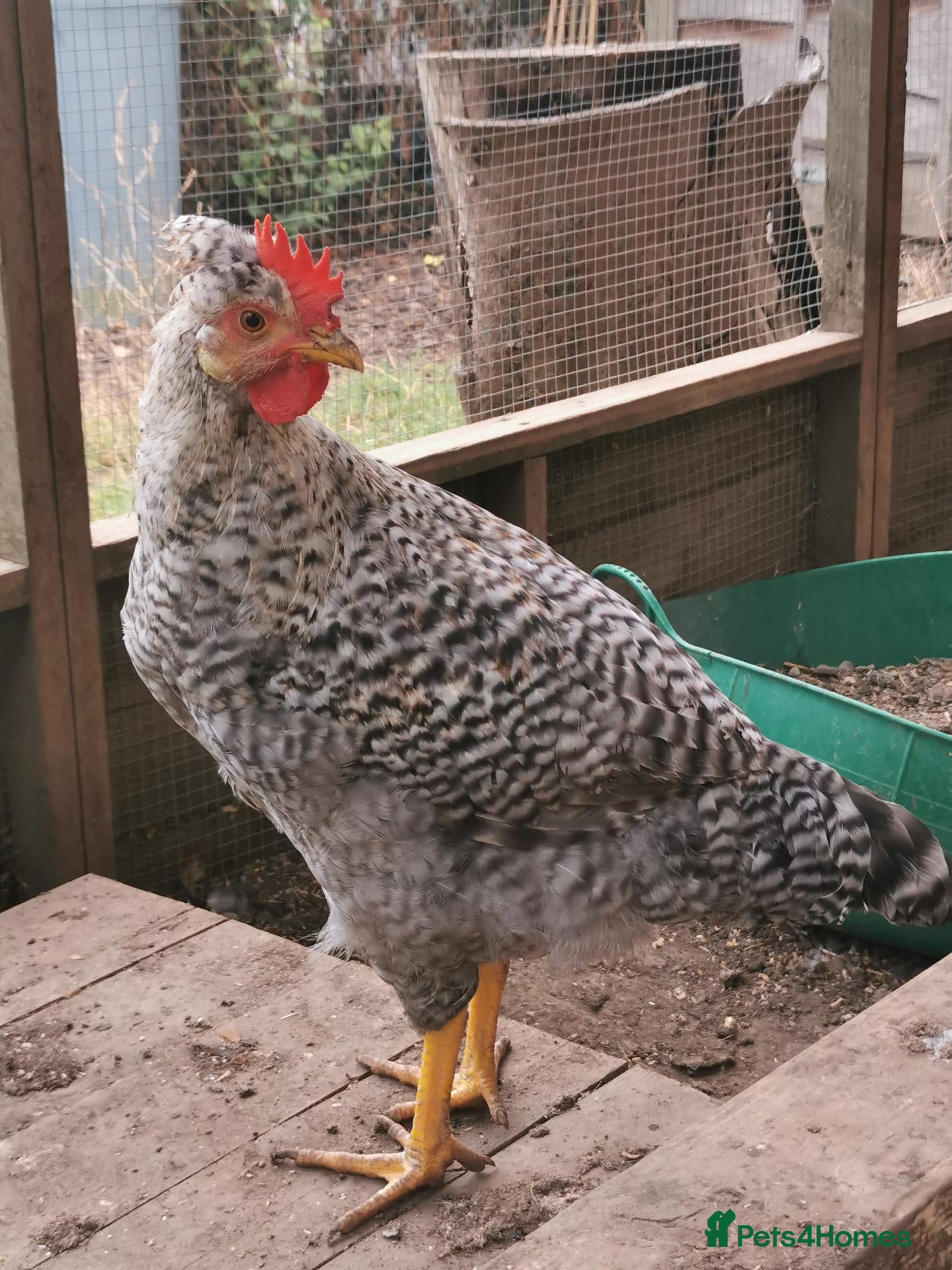 Chickens poultry Cockerels Free - Advert 2