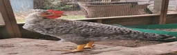 Chickens poultry for sale: Cockerels Free in Dunstable - Advert 1