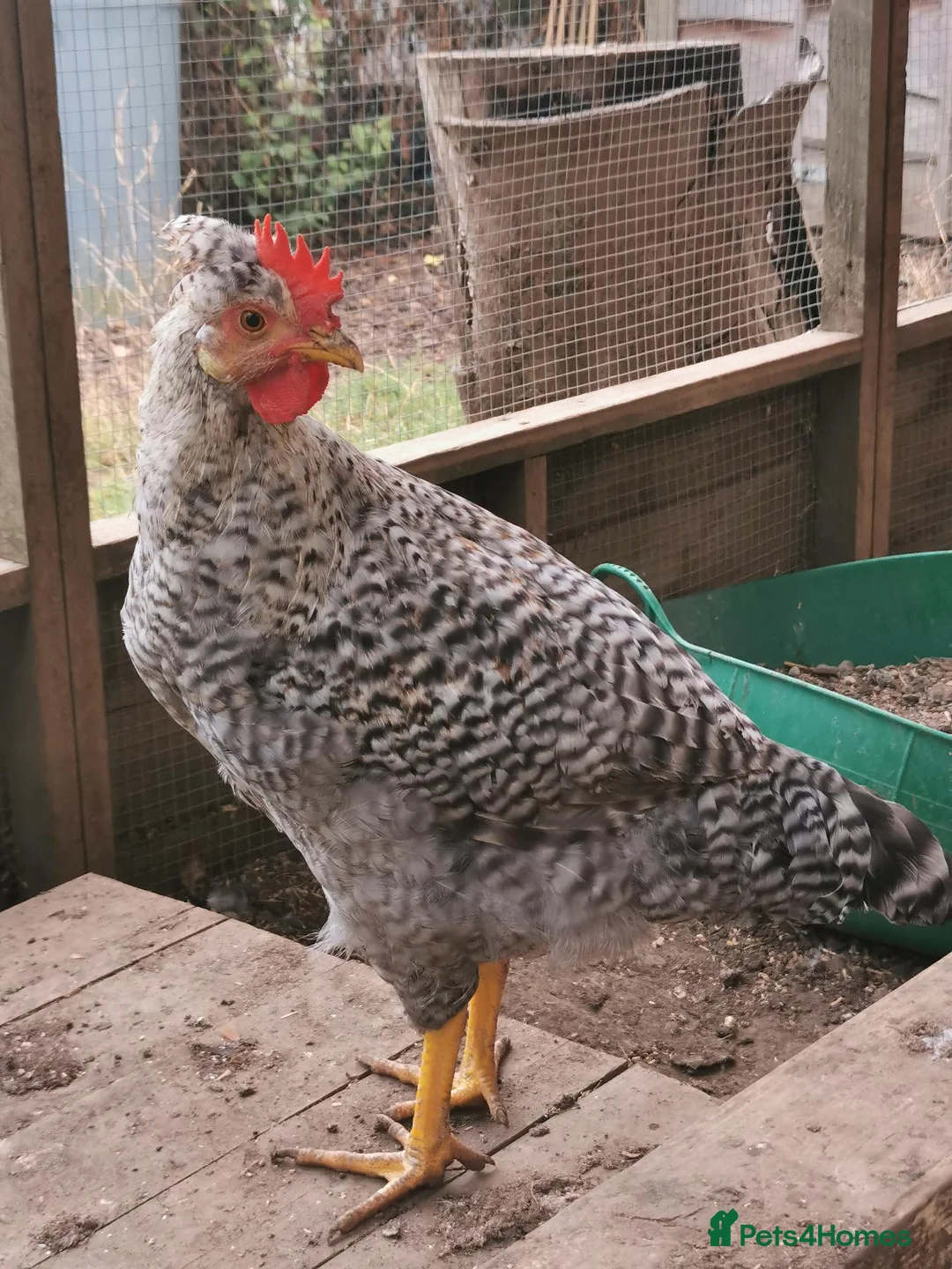 Chickens poultry for sale: Cockerels Free in Dunstable - Advert 1