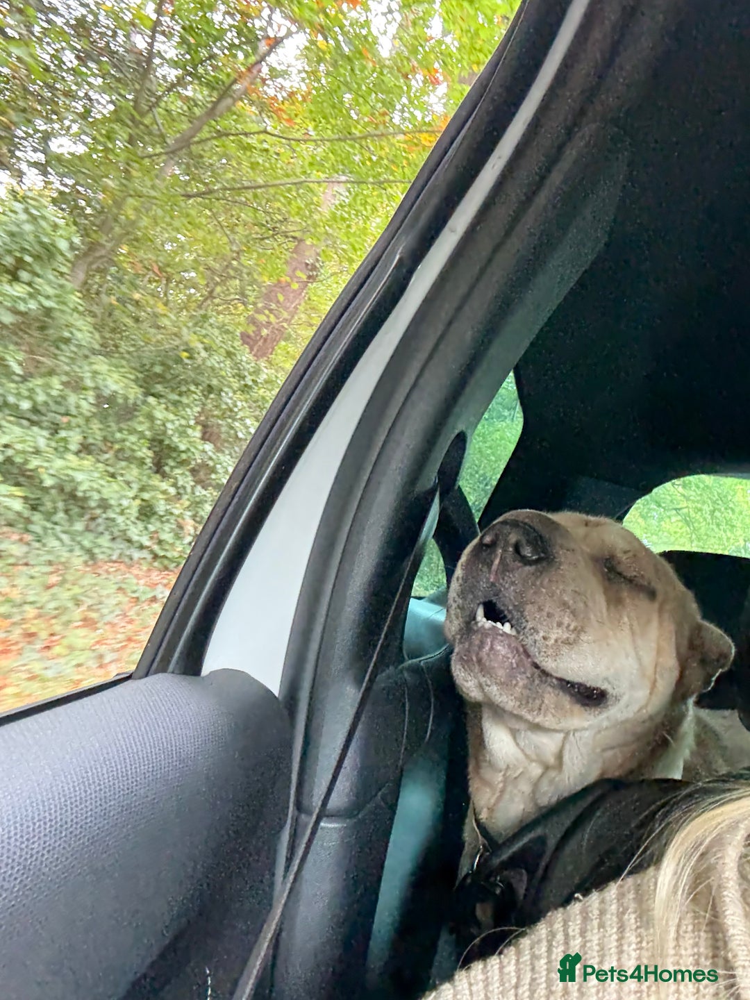 Shar Pei dogs for stud: Looking for a stud! - Advert 5