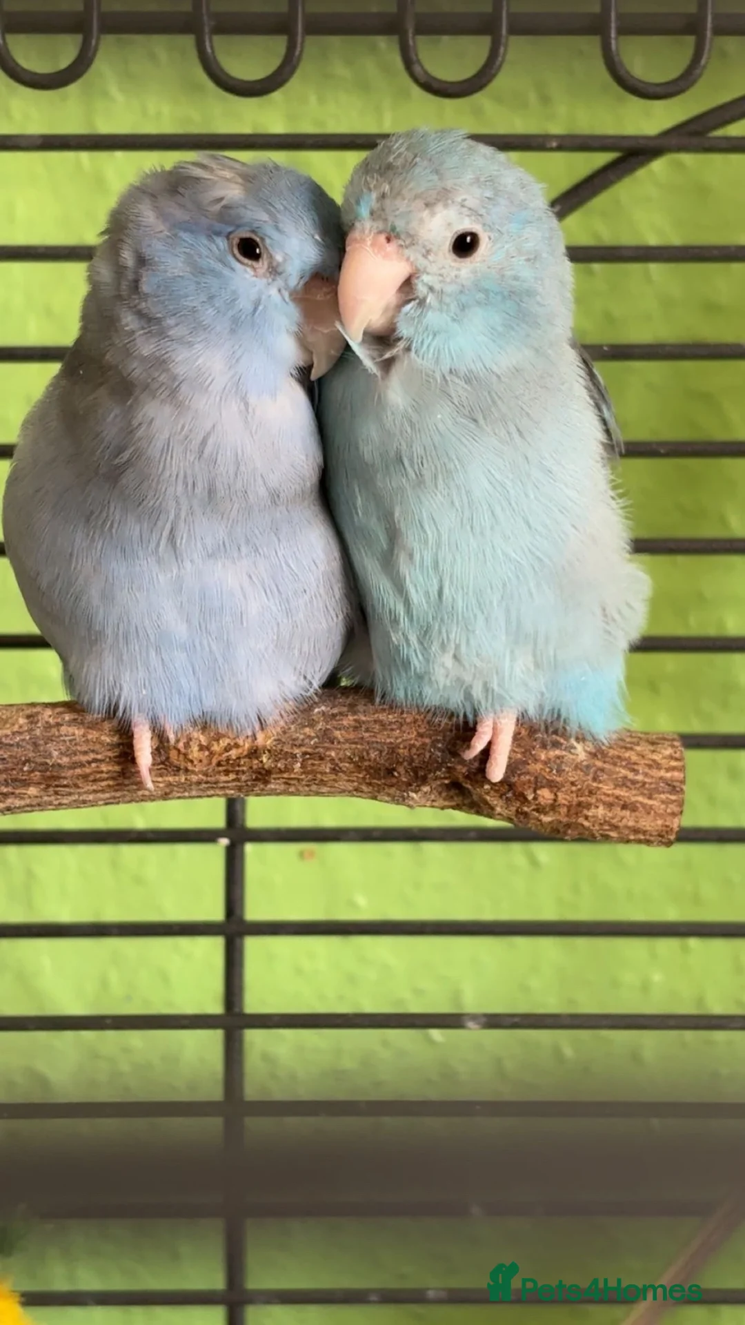 Parrots birds for sale: Two Gorgeous Blue Parrotlets  (CAGE INCLUDED) - Advert 2