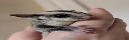 Sugar Glider rodents for sale: Mosaic Ringtail Female Sugar glider joey - Advert 10