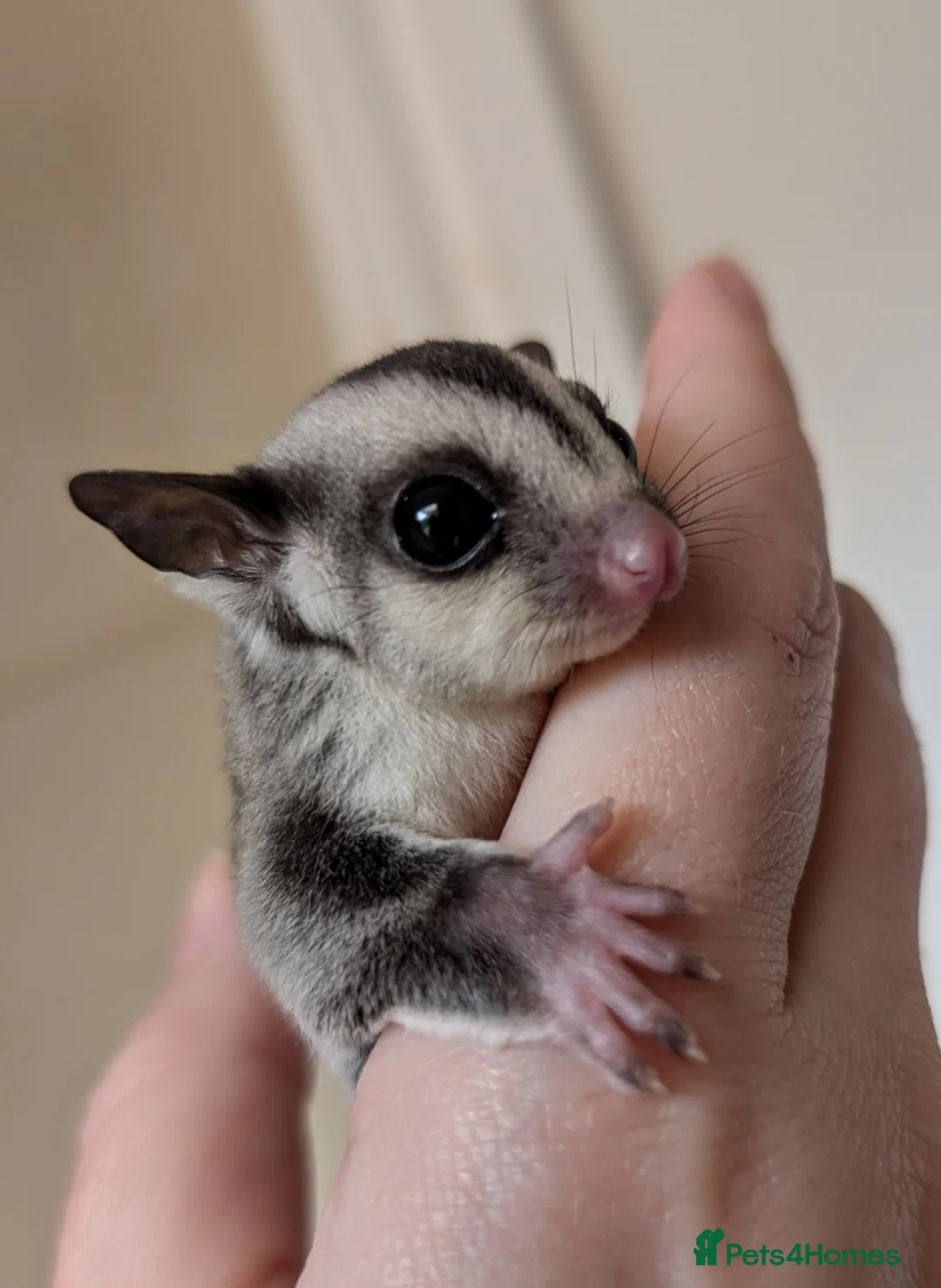 Sugar Glider rodents for sale: Mosaic Ringtail Female Sugar glider joey - Advert 10