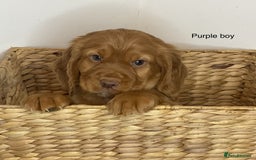 Cocker Spaniel dogs for sale: Hereditary clear working cocker spaniels - Image 7