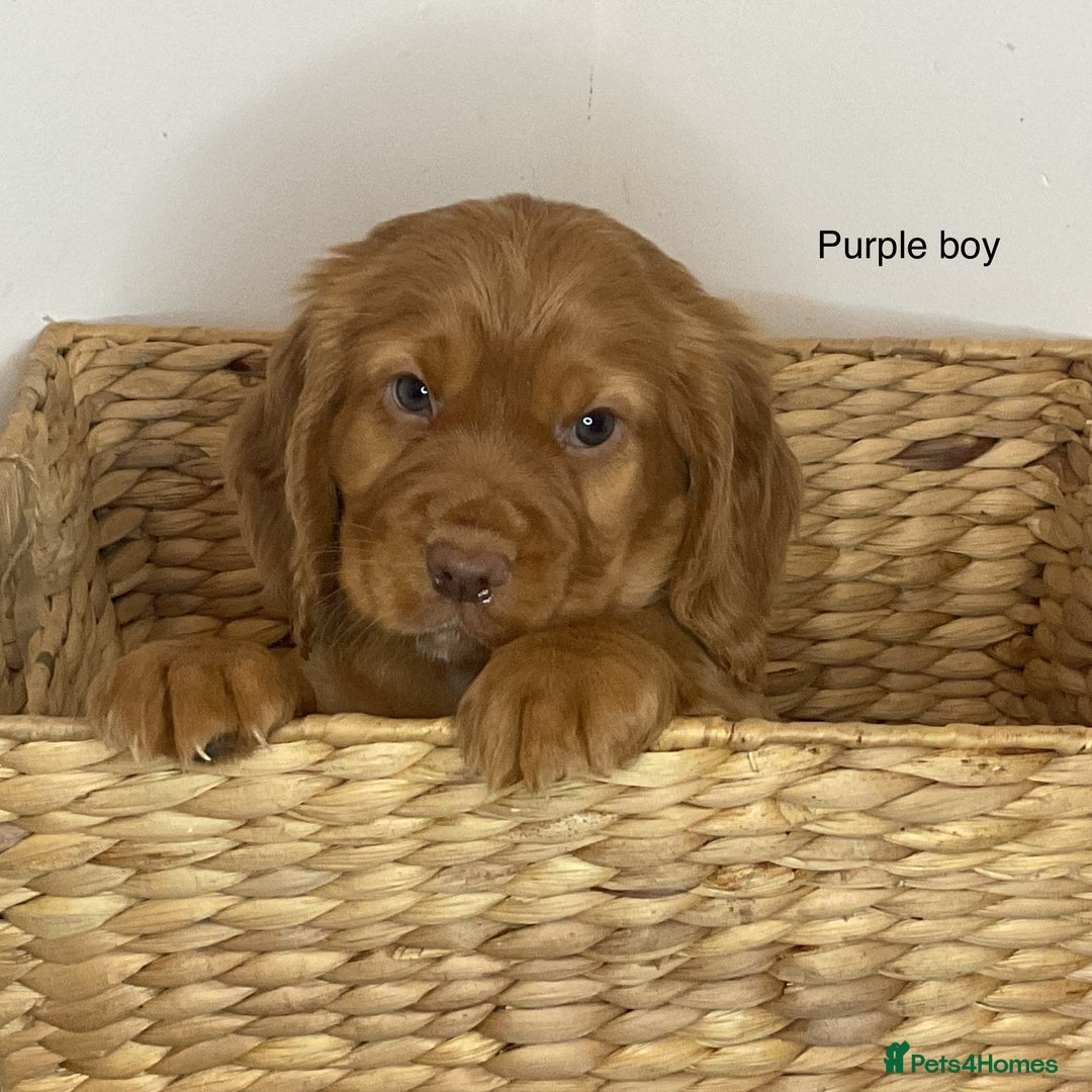 Cocker Spaniel dogs for sale: Hereditary clear working cocker spaniels - Image 7