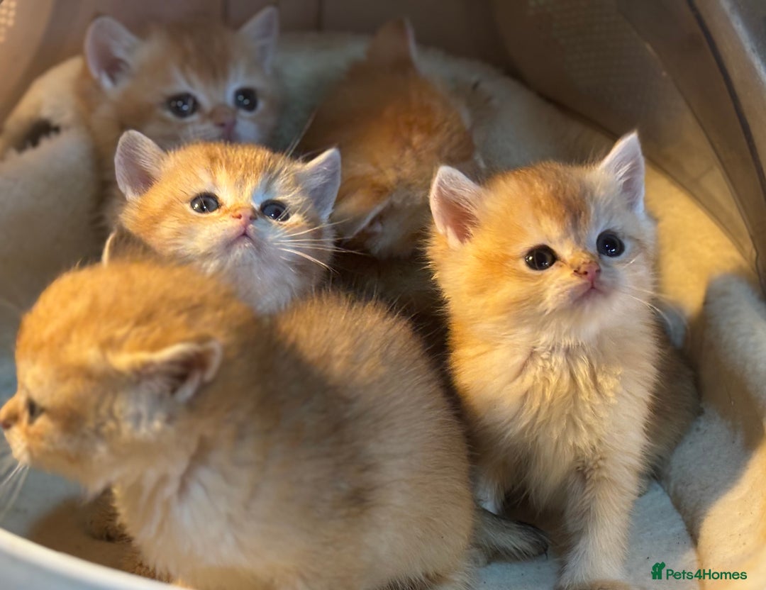 British Shorthair cats for sale: Full Pedigree Golden tipped British Shorthair - Advert 17