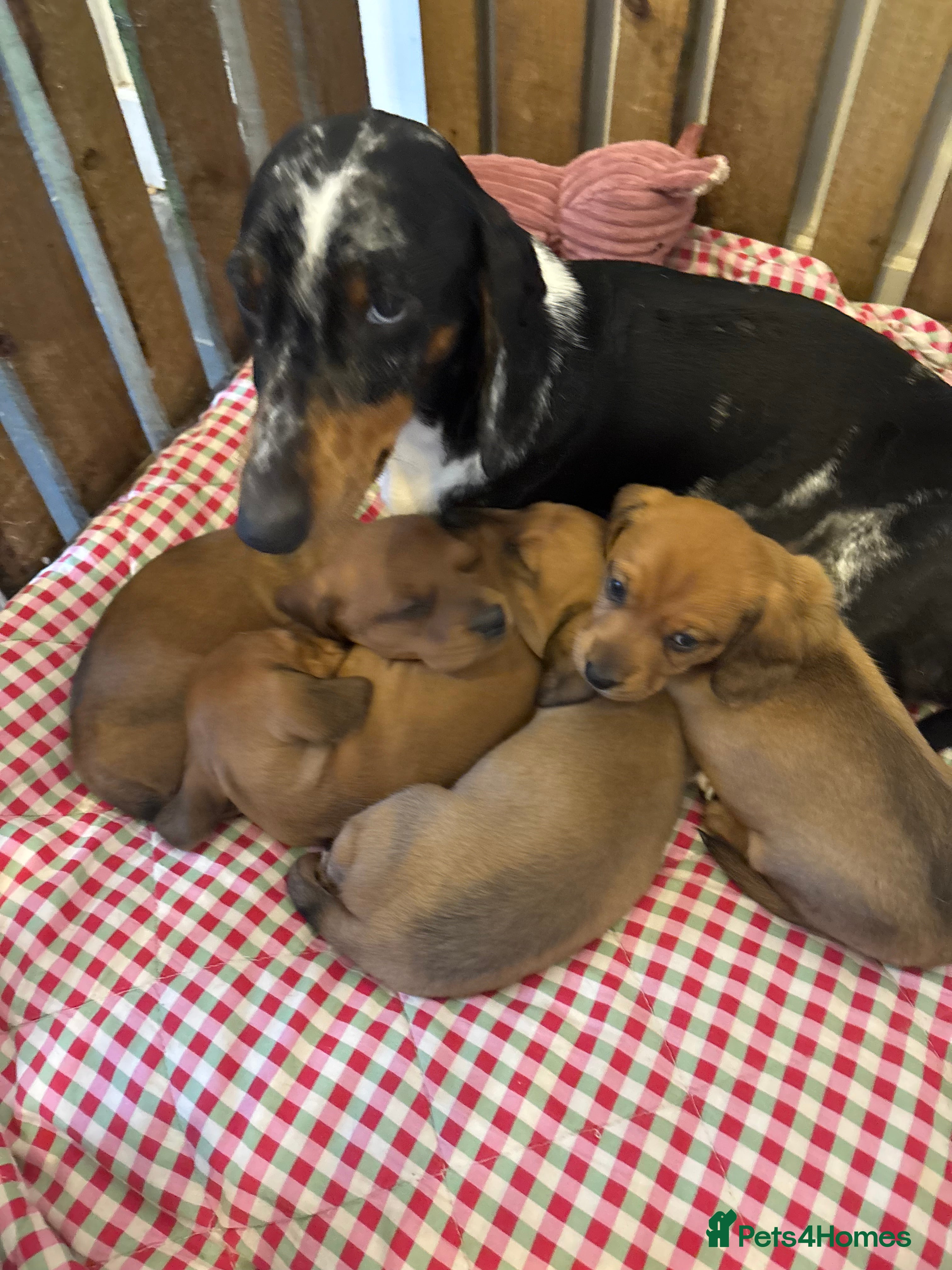 Miniature Dachshund dogs Miniature dachshund puppies  - Advert 21