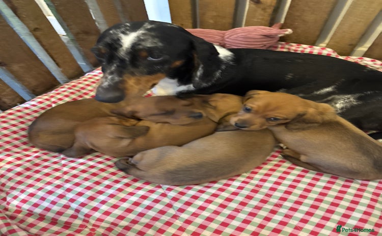 Miniature Dachshund dogs - Advert 2