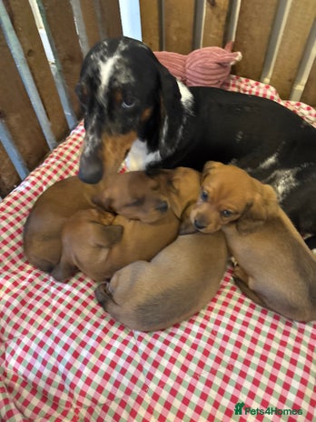 Miniature Dachshund dogs - Advert 2