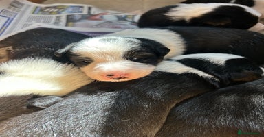Border Collie dogs - Advert 5