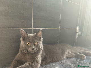 Russian Blue cats Russian blue/ Nebulung X kittens ready 23rd Dec - Advert 1