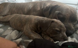 Mixed Breed dogs for sale: Mixed breed puppy - Image 2