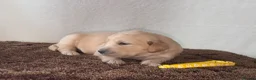 Golden Retriever dogs for sale: 🐾✨BEAUTIFUL GOLDEN RETRIEVER PUPS 🐾✨ in Maidstone - Advert 8