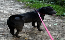 Mixed Breed dogs for sale: Sharpei cross for Rehoming  - Image 1