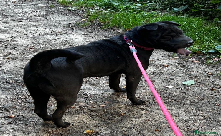 Mixed Breed dogs - Advert 1