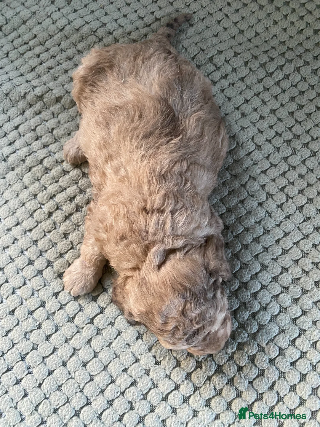 Miniature Poodle dogs for sale: miniature poodle puppy in Ayr - Advert 2