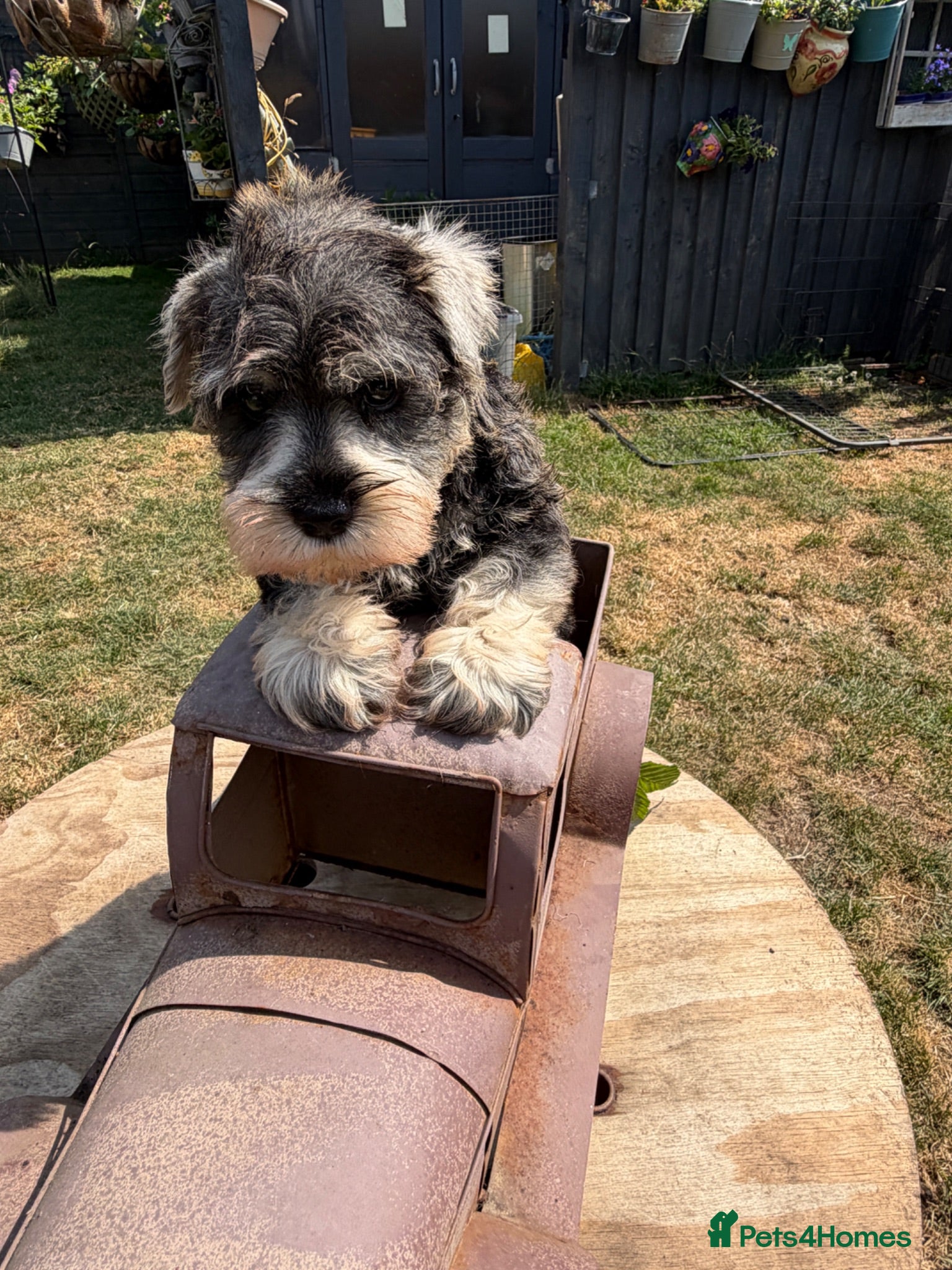 Miniature Schnauzer dogs Two gorgeous pure bred puppies home reared  - Advert 2