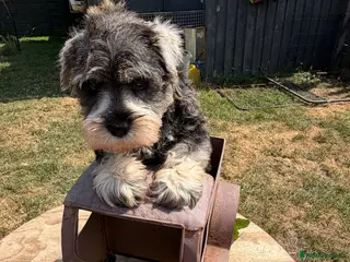 Miniature Schnauzer dogs Two gorgeous pure bred puppies home reared - Advert 2