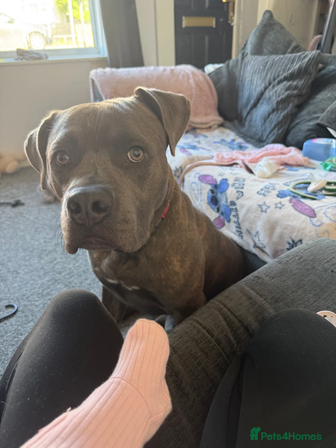 Mixed Breed dogs for sale: 12 month Male  in Barry - Advert 1
