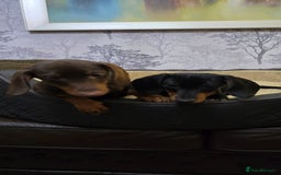 Miniature Dachshund dogs for sale: Minature Dashounds - Image 7