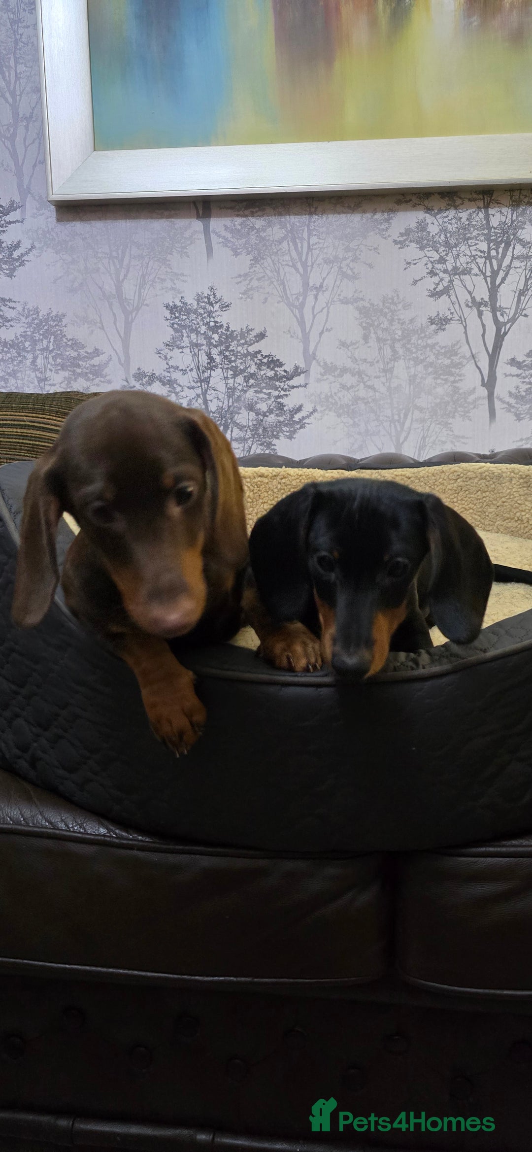 Miniature Dachshund dogs for sale: Minature Dashounds - Image 7