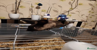 Rex rabbits Beautiful Mini Lop and Rex 🐰 bunny's  - Advert 2