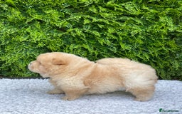 Chow Chow dogs for sale: SHOW QUALITY KC REGISTERED CHOW CHOW PUPPIES - Image 14