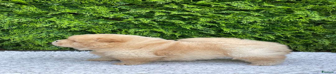 Chow Chow Puppy 2