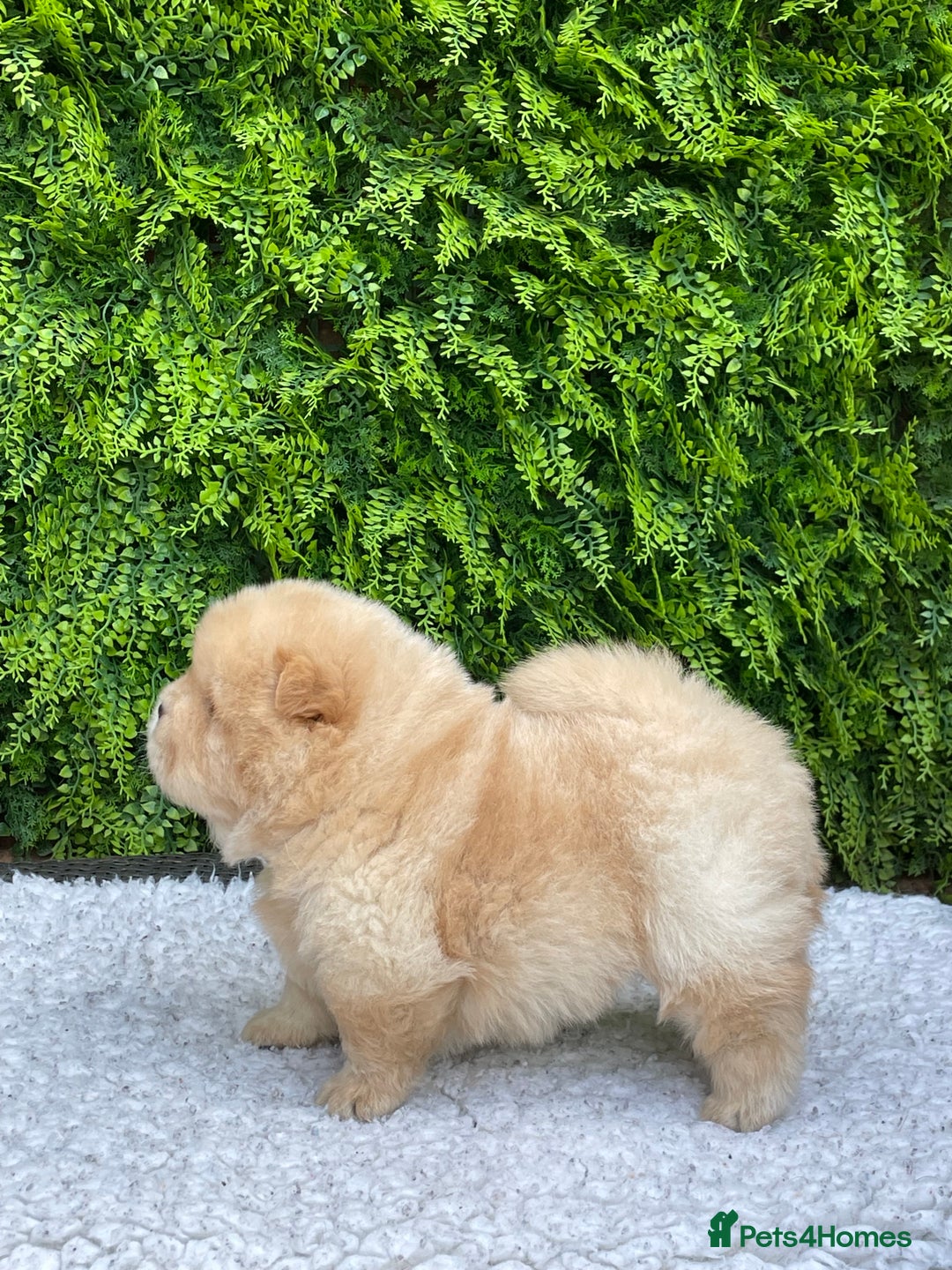 Chow Chow dogs for sale: SHOW QUALITY KC REGISTERED CHOW CHOW PUPPIES - Image 14