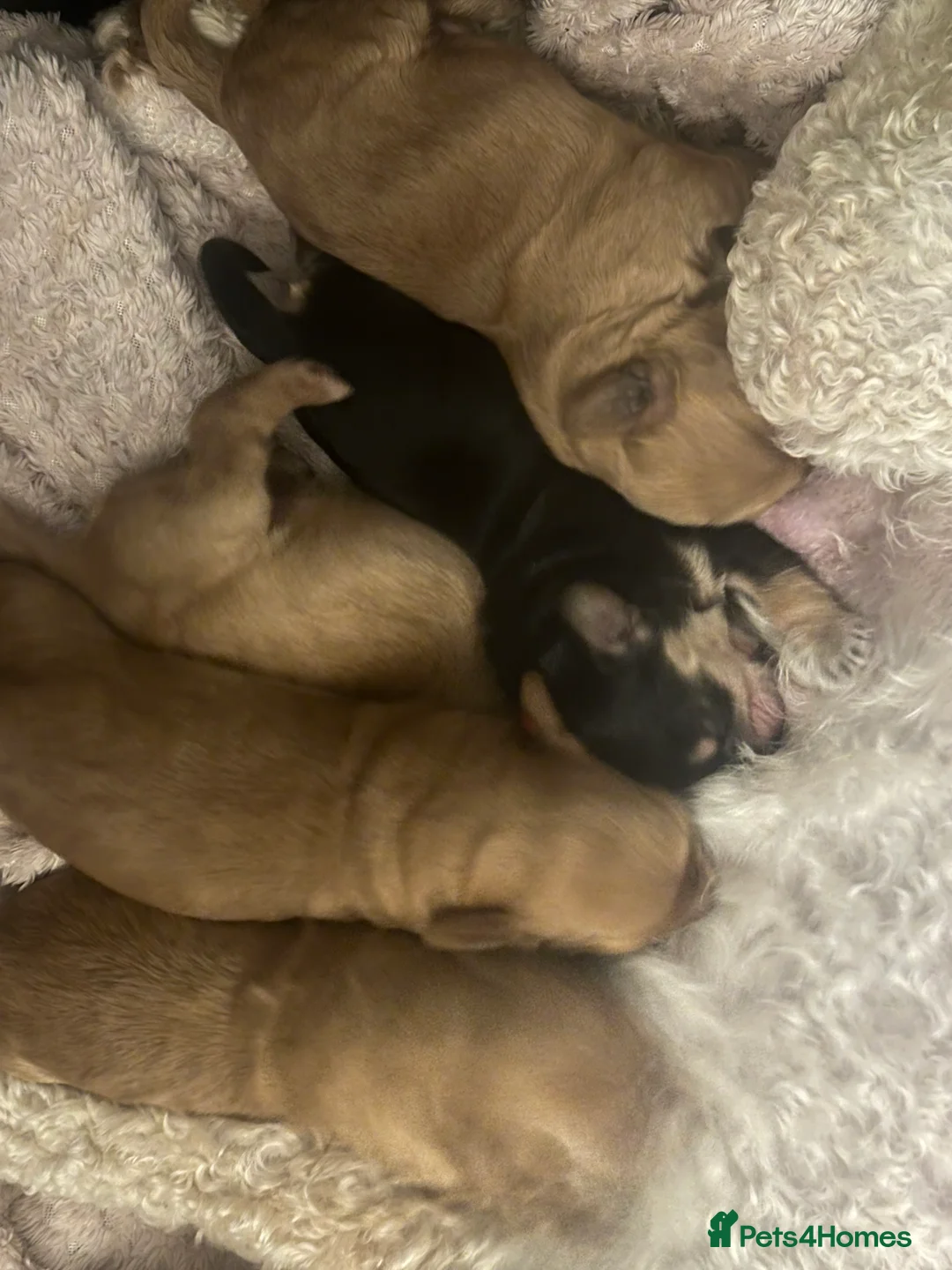 Cockapoo dogs for sale: F1b Cockapoo puppies  - Advert 2