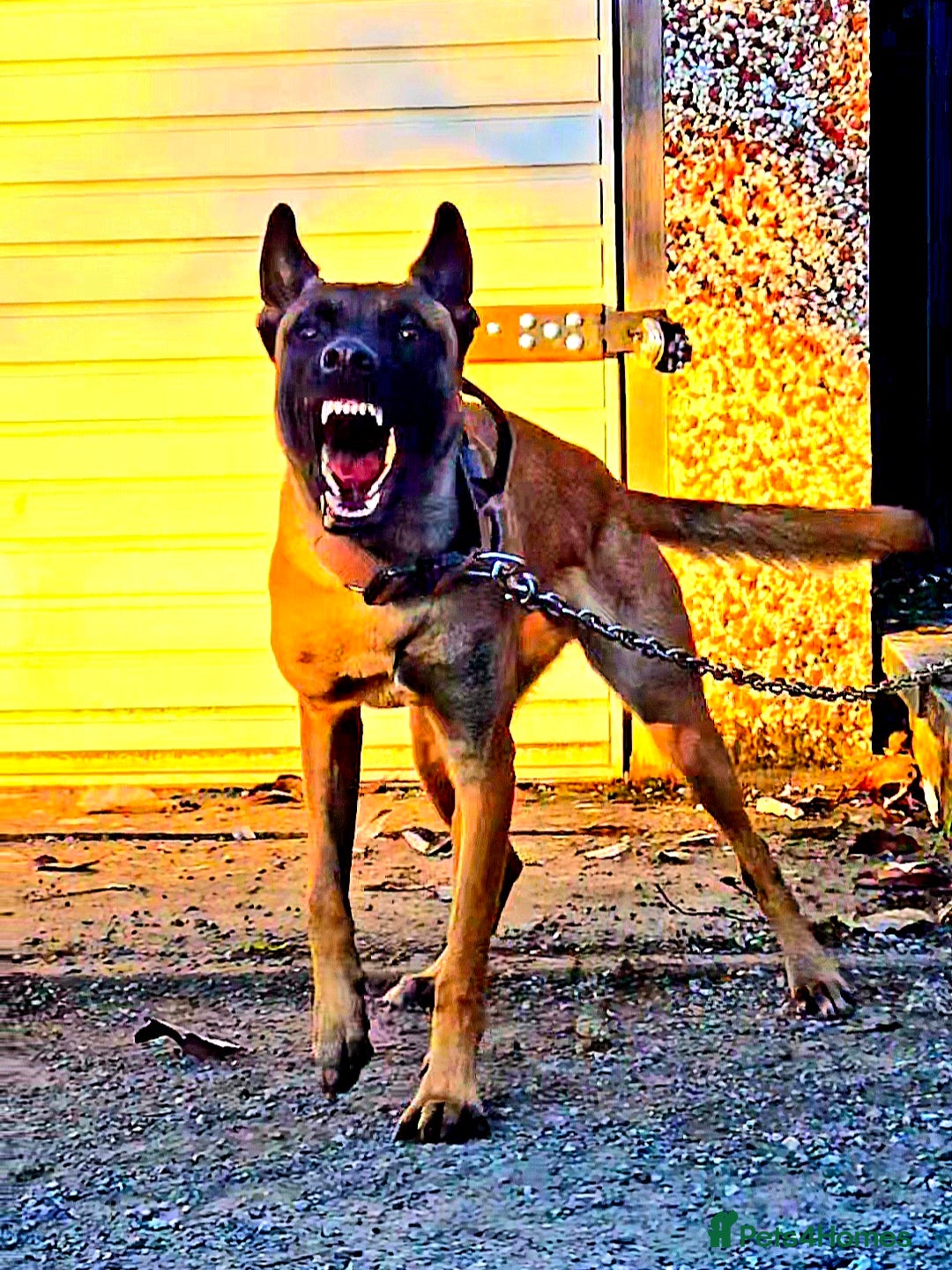 Belgian Shepherd Dog dogs 🔥 Meet Narla – Young, Driven & Ready to Work! 🔥 - Advert 1