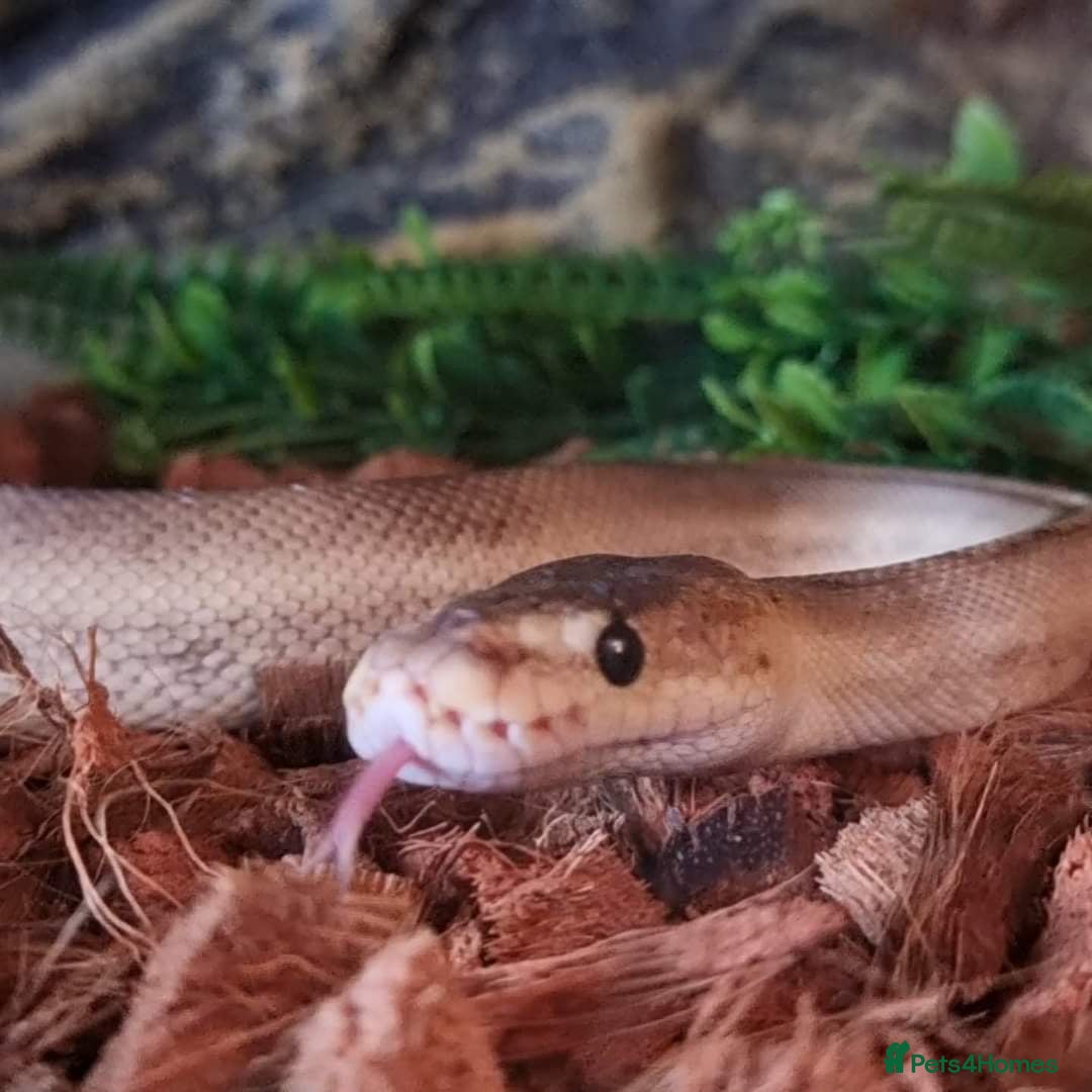 Python Snake reptiles Female Ball Python and Viv for sale - Advert 1