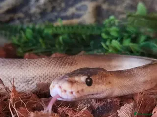 Python Snake reptiles Female Ball Python and Viv for sale - Advert 6