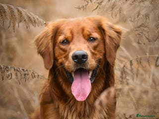 Golden Retriever dogs Stunning Golden Retriever at Stud in Weston-super-Mare - Advert 5