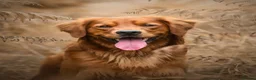 Golden Retriever dogs for stud: Stunning Golden Retriever at Stud in Weston-super-Mare - Advert 1
