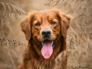 Golden Retriever dogs Stunning Golden Retriever at Stud in Weston-super-Mare - Advert 24