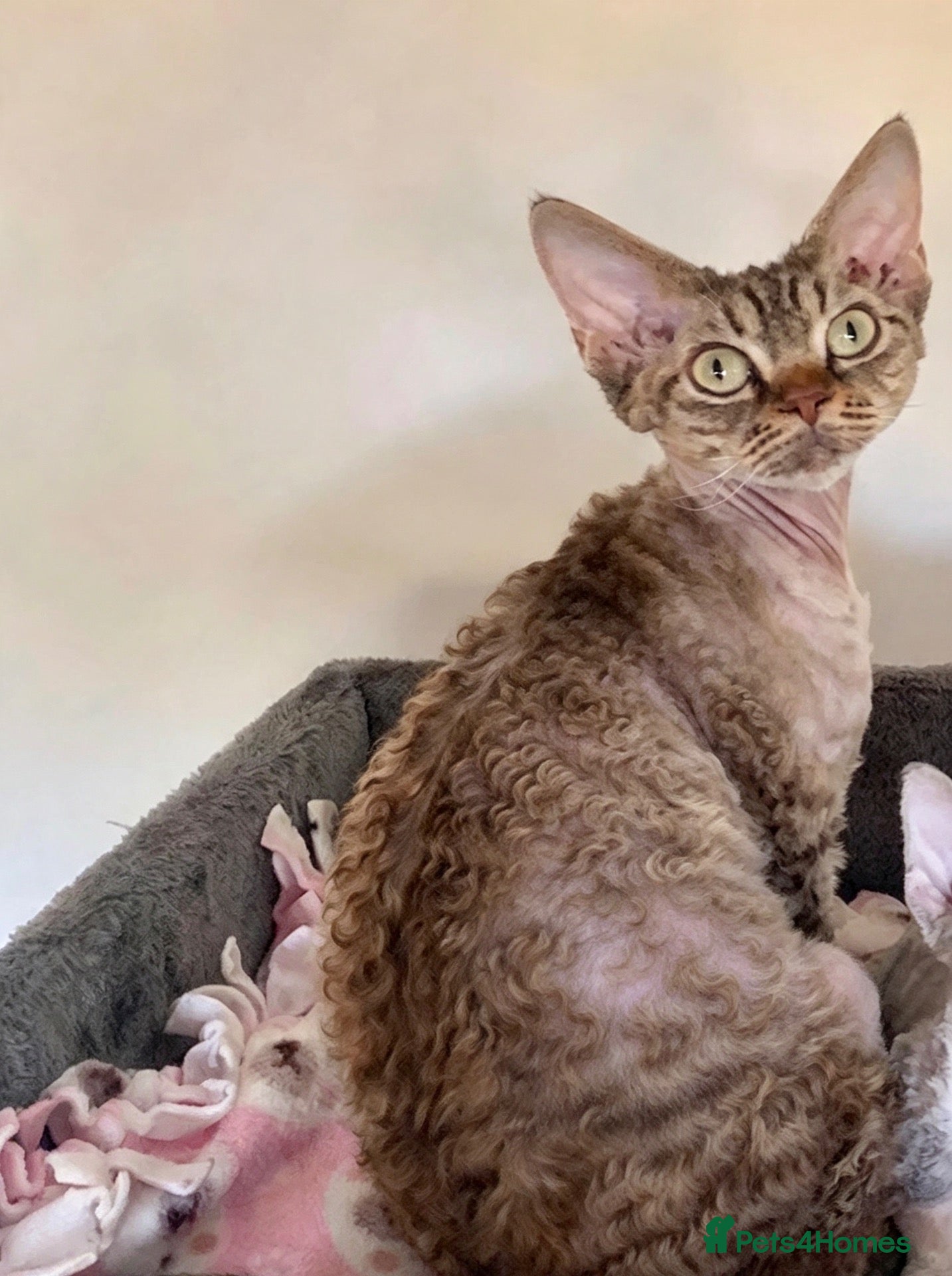 Devon Rex cats Show Quality  Devon Rex Girl  READY NOW - Advert 8