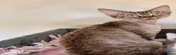 Devon Rex cats for sale: TICA Show Quality  Devon Rex Girl   - Advert 1