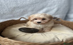 Maltipoo dogs for sale: F1 Toy Maltipoo puppys   - Image 3